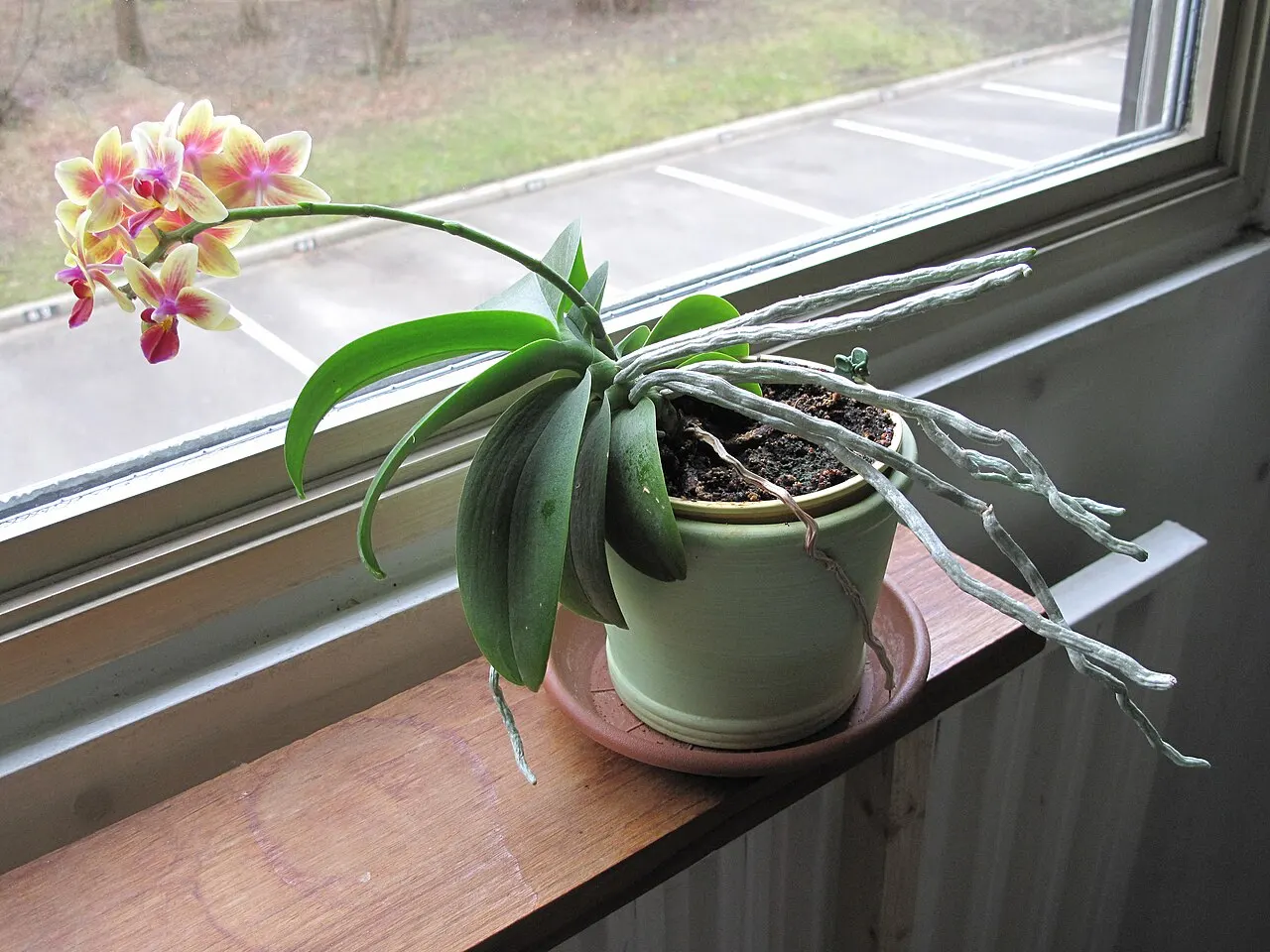Falenopsio orchidėja ant palangės