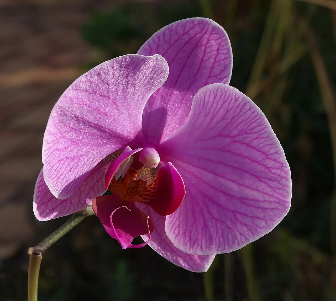 Rausvai žydintis falenopsis