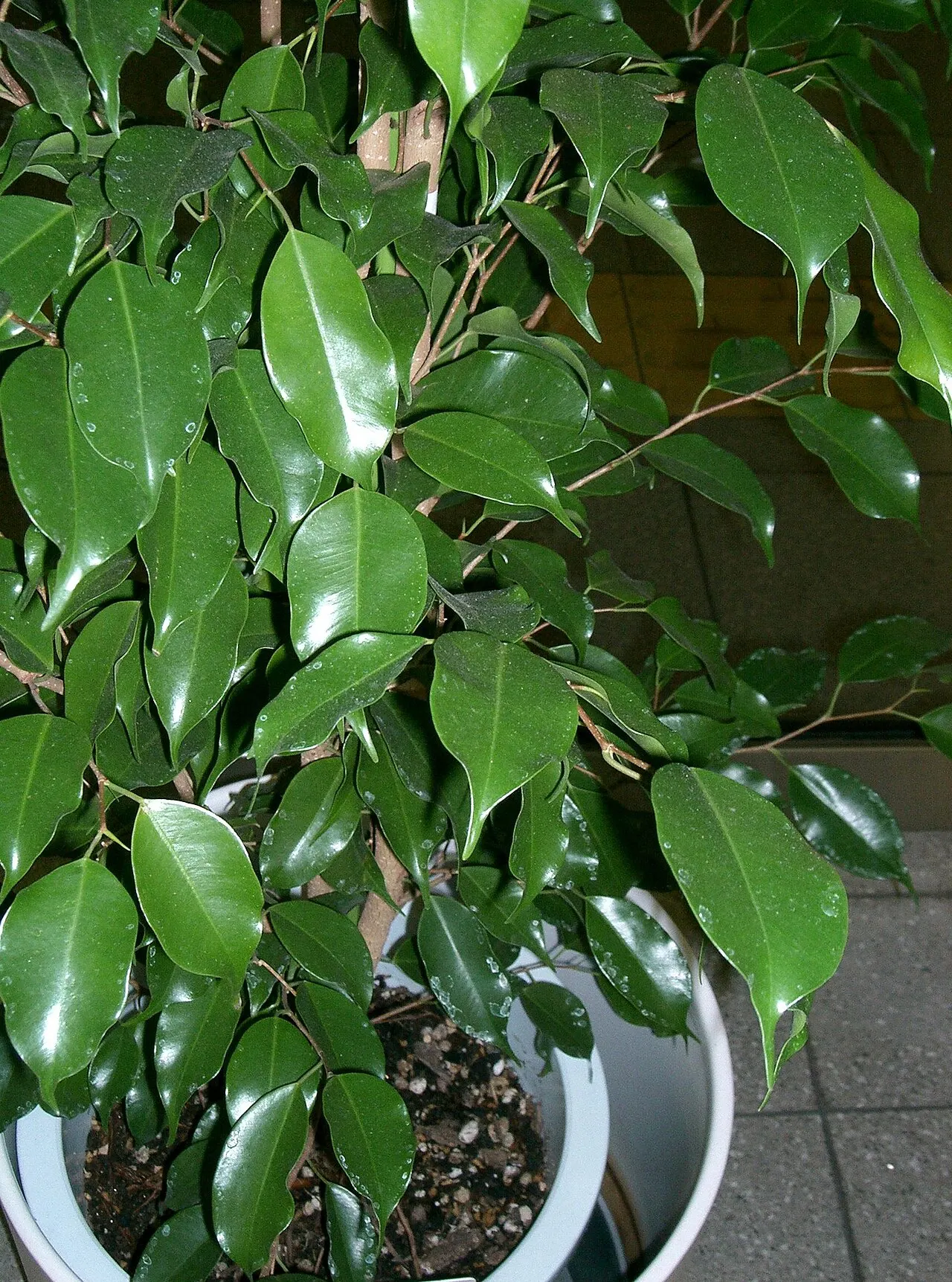Benjamino fikusas