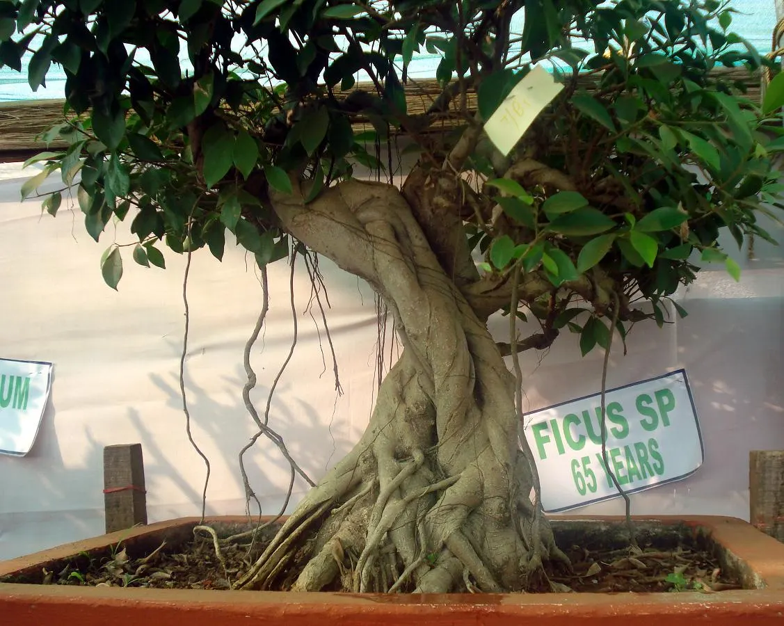Fikuso bonsai, 65 metus auginamas mažame vazone