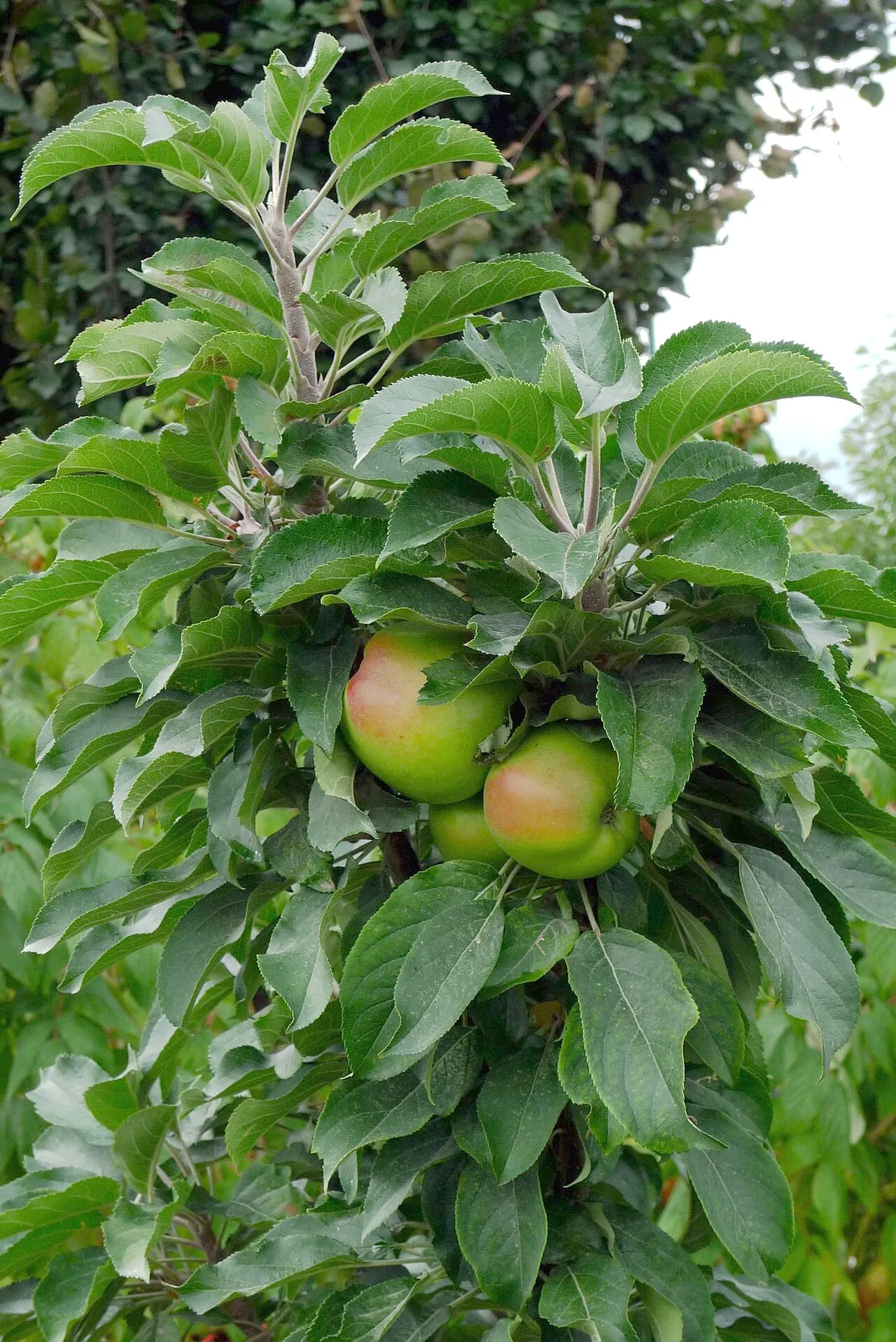 Jauna obelis