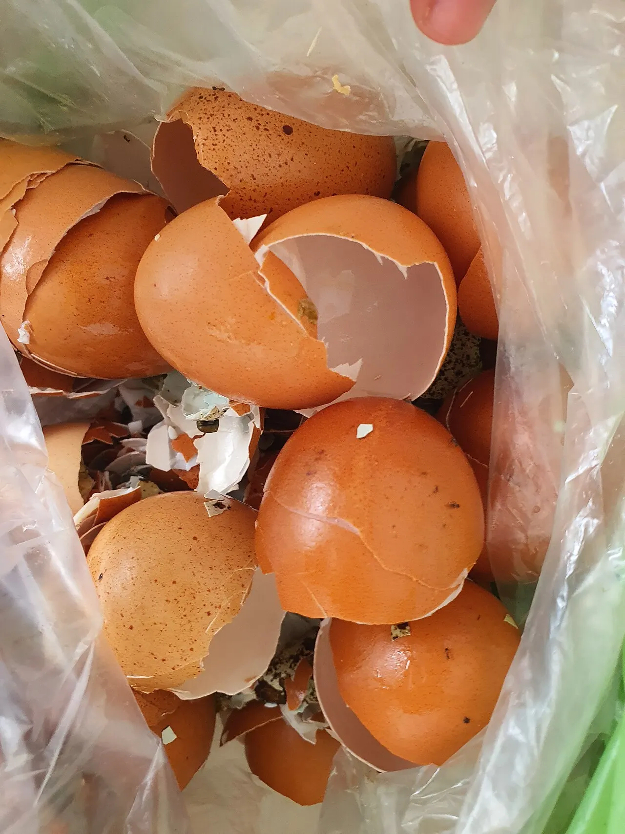 Vištų kiaušinių lukštai, paruošti kompostui