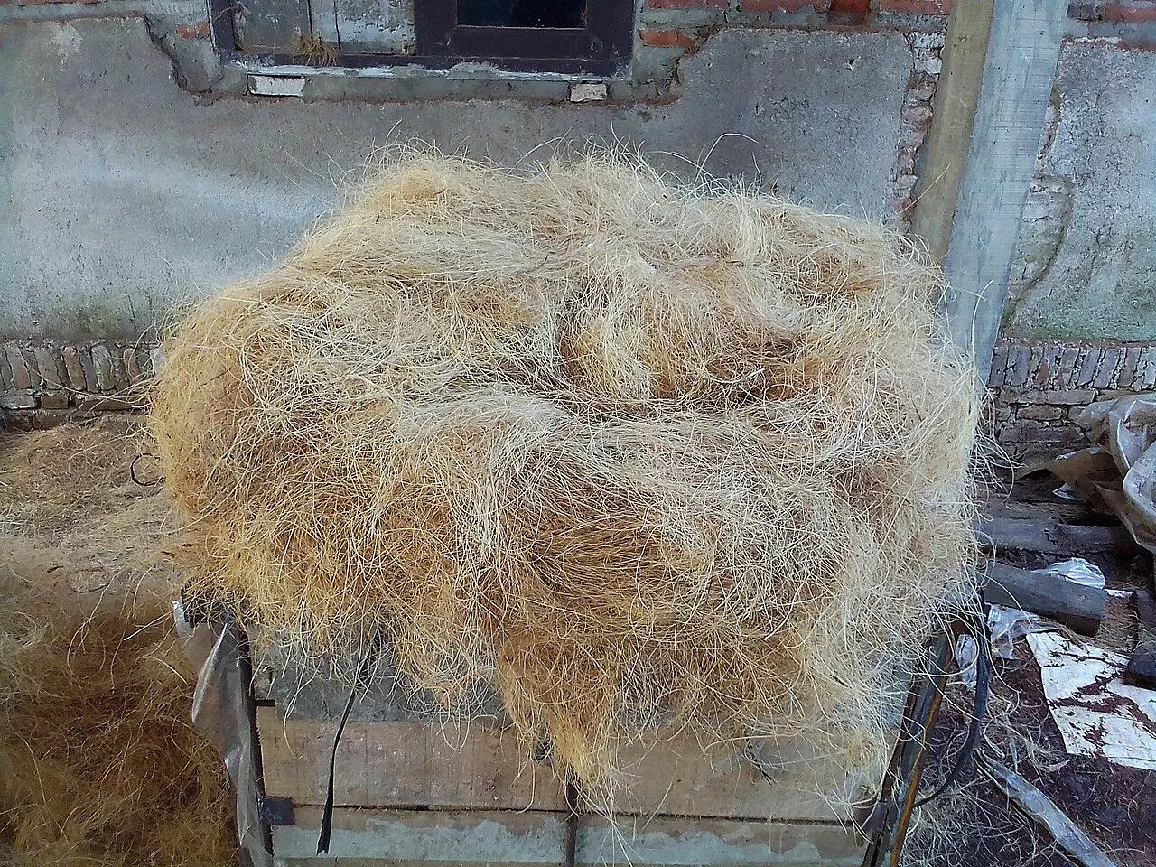 Kokoso pluoštas iš arti