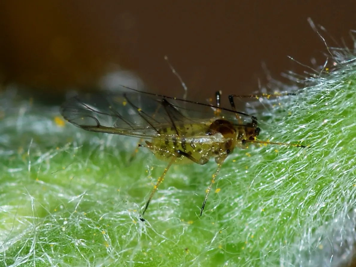 Kopūstinis amaras