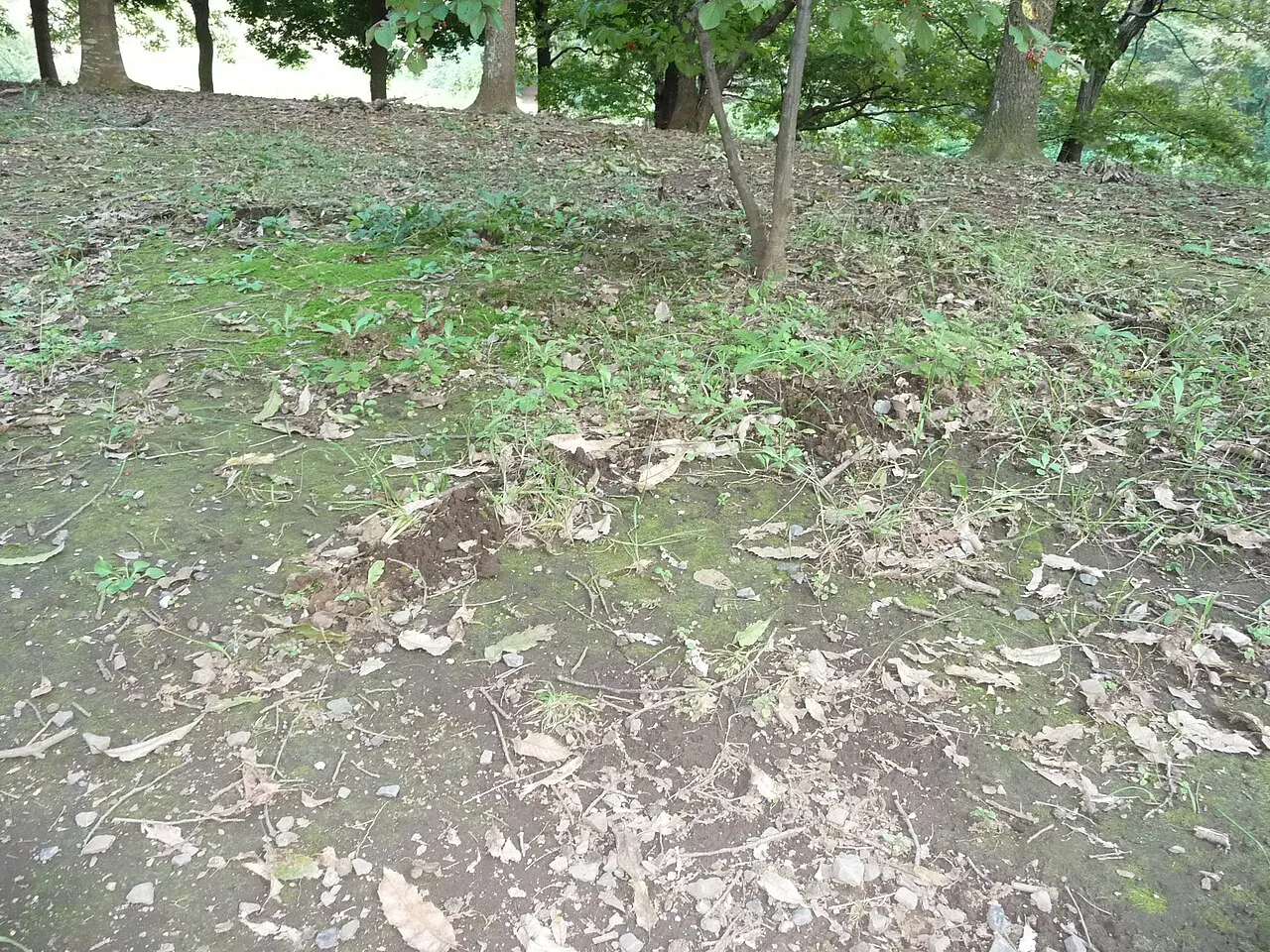 Kurmiarausių eilė pievoje