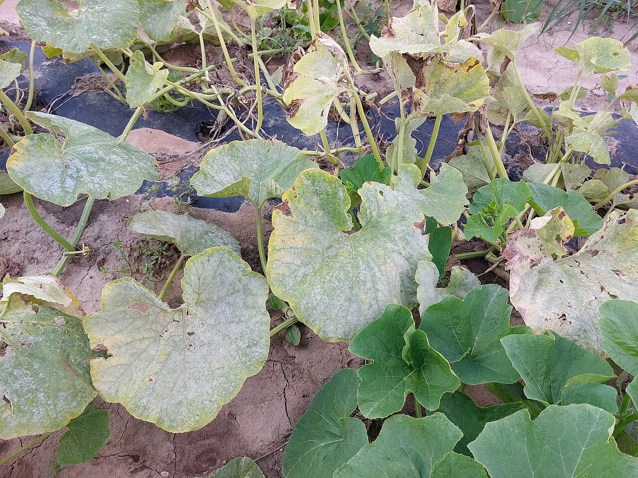 Miltligės balta apnaša ant lapo (nuotraukoje moliūgas)
