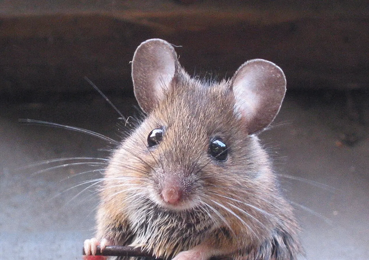 Miškinė pelė (Apodemus sylvaticus)