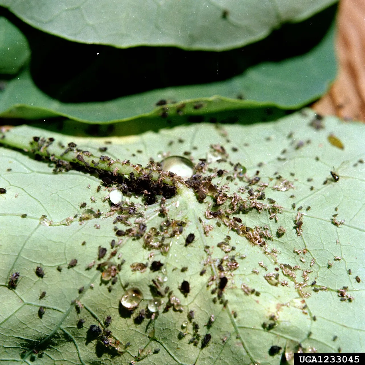 Moliūginio amaro kolonija ant lapo