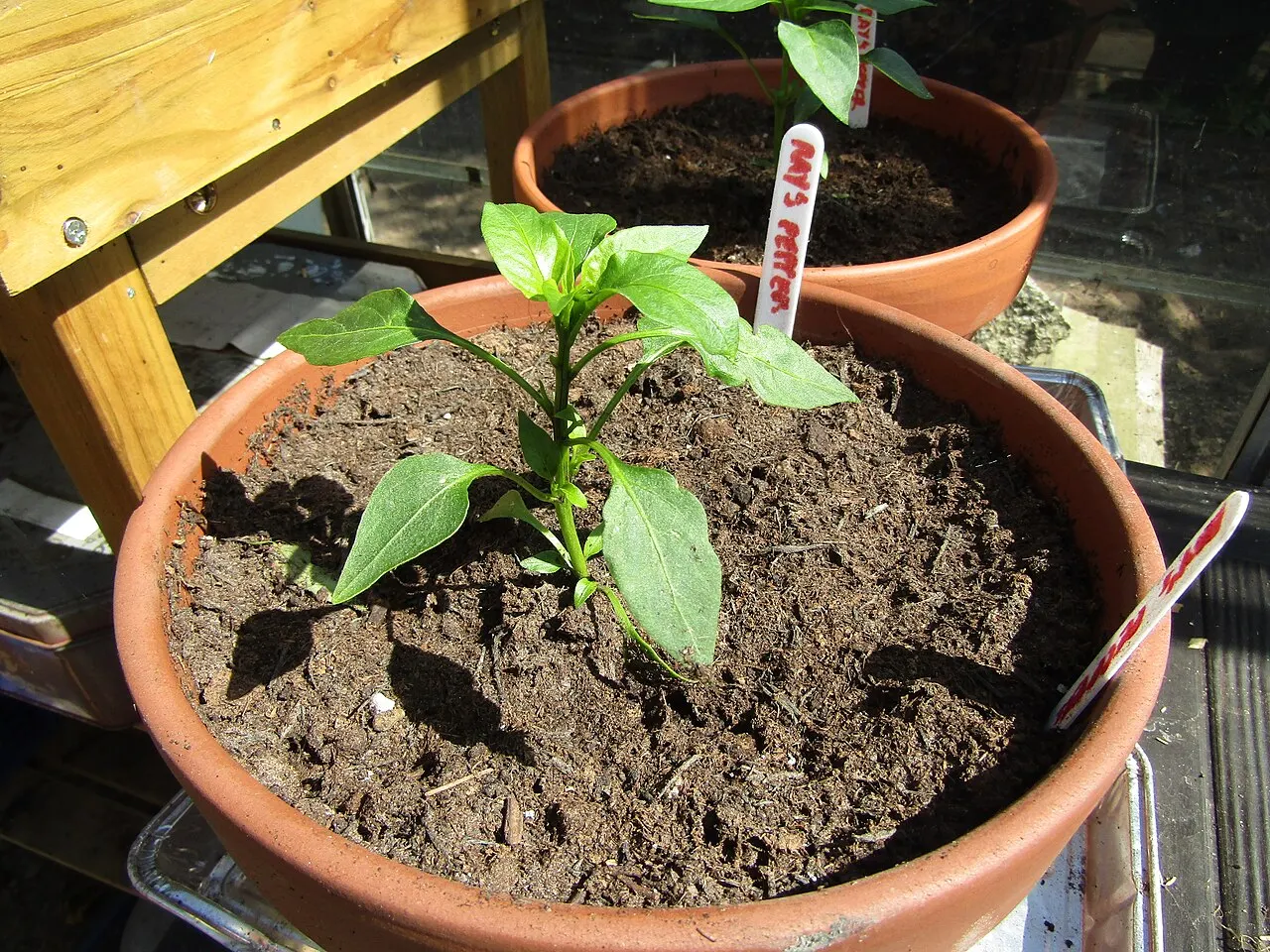 Jauna paprika auga šiltnamyje