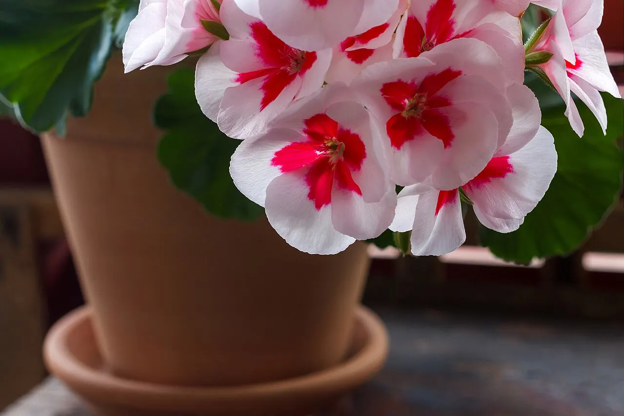Žydinčios pelargonijos