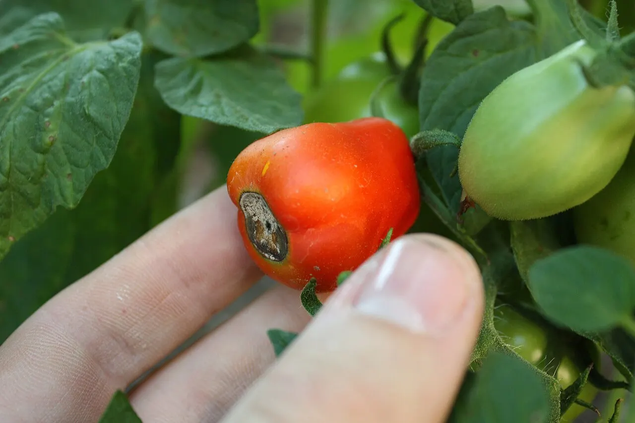 Pomidoras su viršūniniu puviniu (kalcio trūkumas)