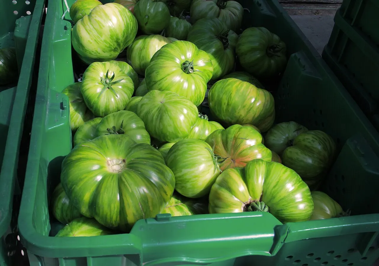 Įvairių veislių pomidorai