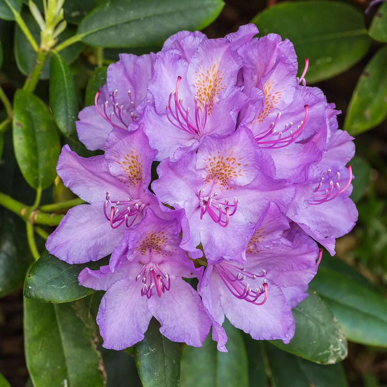 Žydintis rododendras