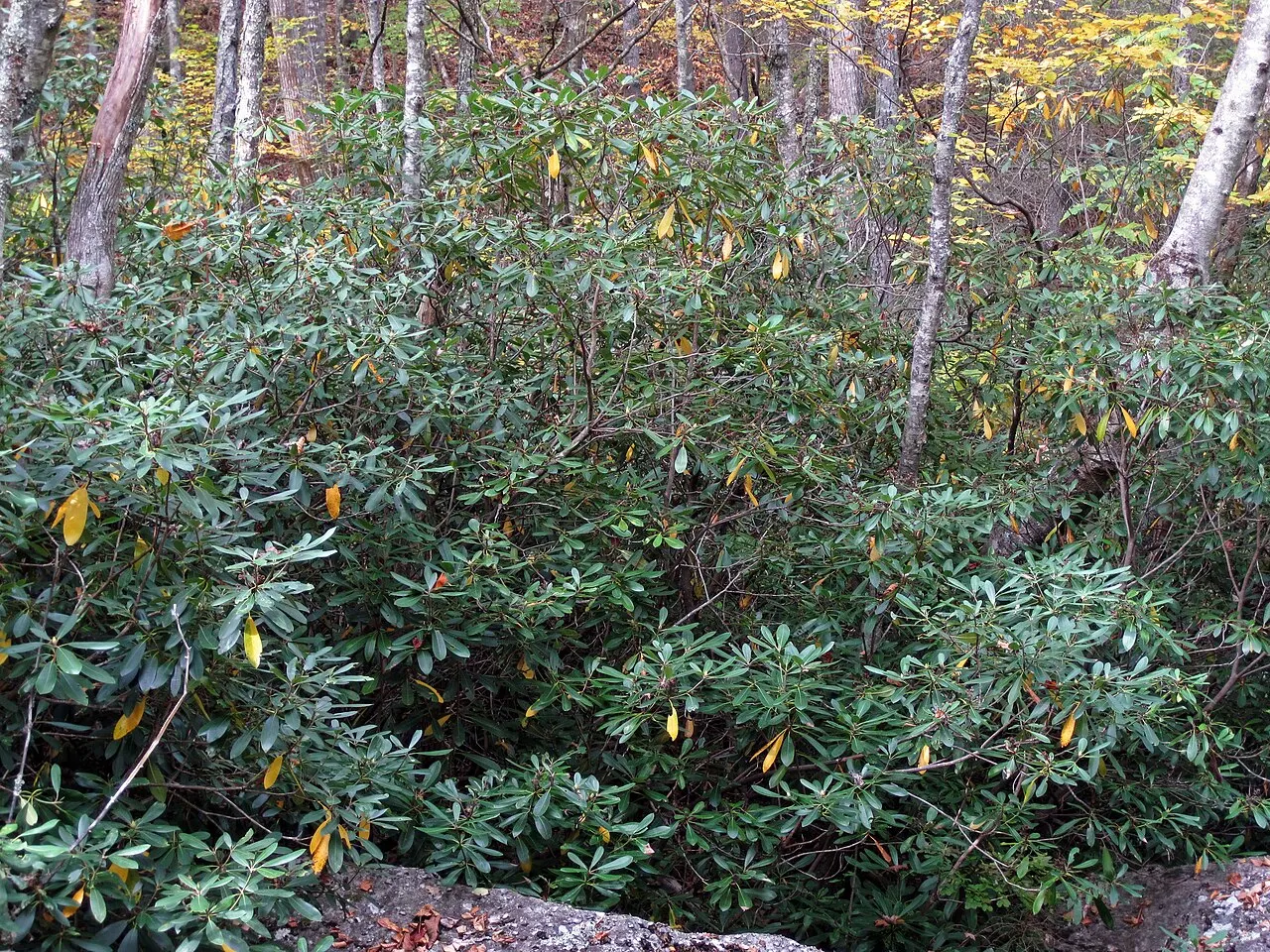 Rododendro lapai